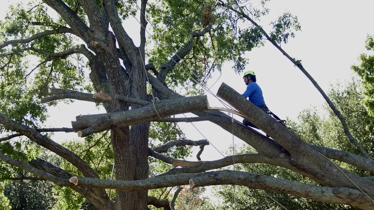 Professional Crown Thinning performed by certified arborists in Boiling Springs