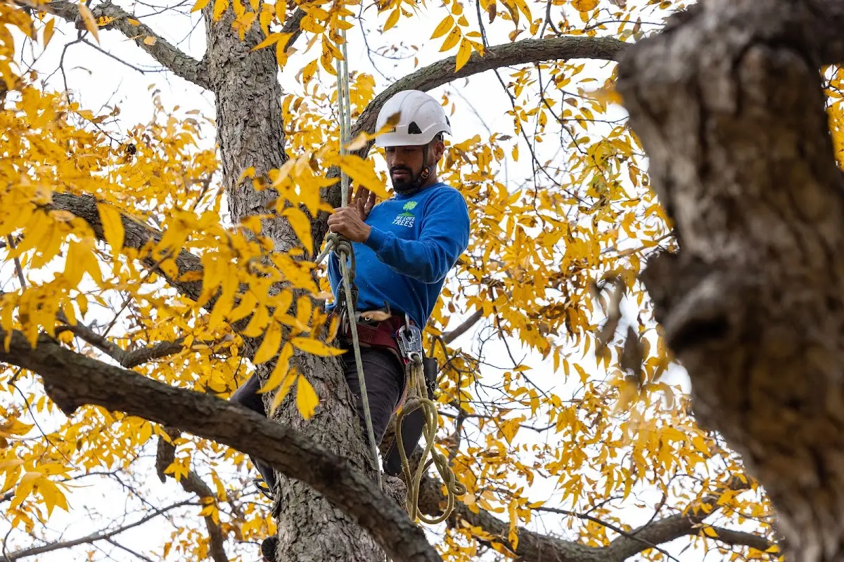 Skilled Tree Transplanting crew working in Boiling Springs