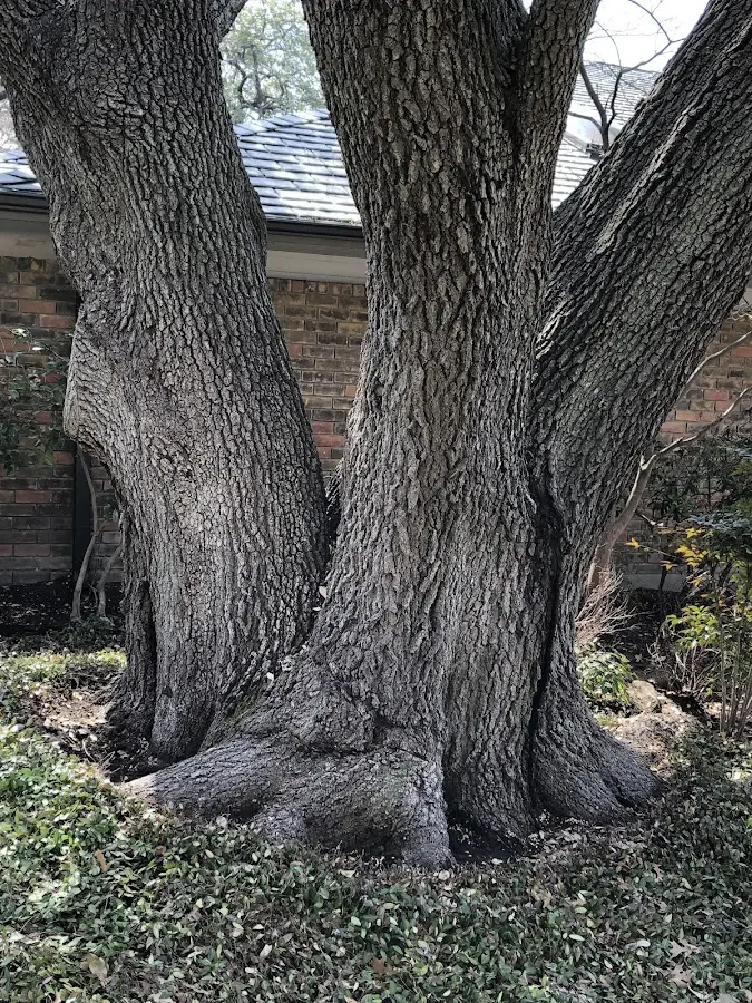 Mature heritage tree close to a Boiling Springs property cared for by certified arborists
